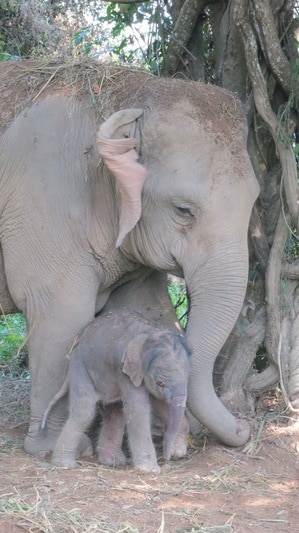 Thailands Citi Elephant Nursery Welcomes Baby Boy for National Elephant Day